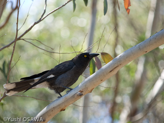 フエガラス　Strepera graculina　Pied Currawong
