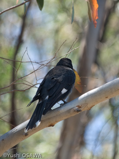 フエガラス　Strepera graculina　Pied Currawong