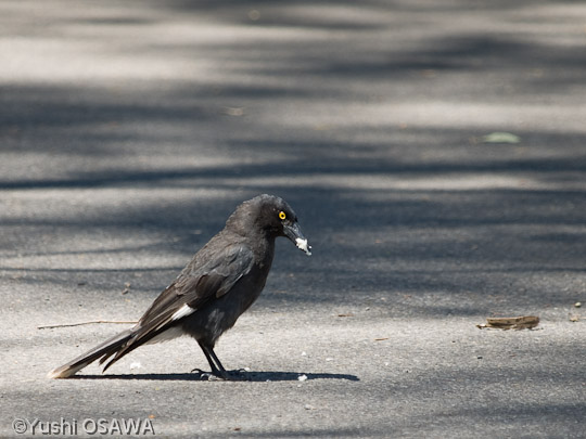 フエガラス　Strepera graculina　Pied Currawong