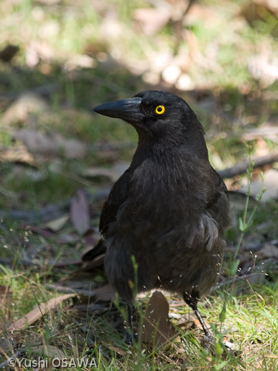 フエガラス　Strepera graculina　Pied Currawong