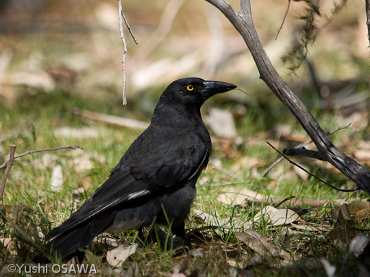 フエガラス　Strepera graculina　Pied Currawong