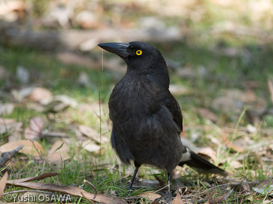 フエガラス　Strepera graculina　Pied Currawong