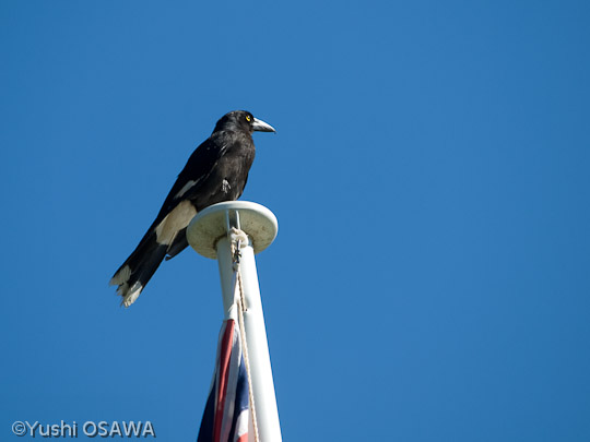 フエガラス　Strepera graculina　Pied Currawong