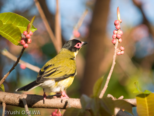 チモールメガネコウライウグイス　Sphecotheres viridis　Figbird