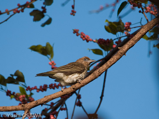 チモールメガネコウライウグイス　Sphecotheres viridis　Figbird