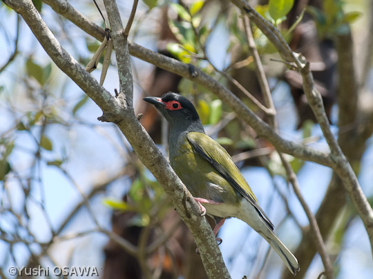 チモールメガネコウライウグイス　Sphecotheres viridis　Figbird