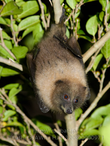 亜種オリイオオコウモリ　Pteropus dasymallus inopinatus　Ryukyu Flyingfox