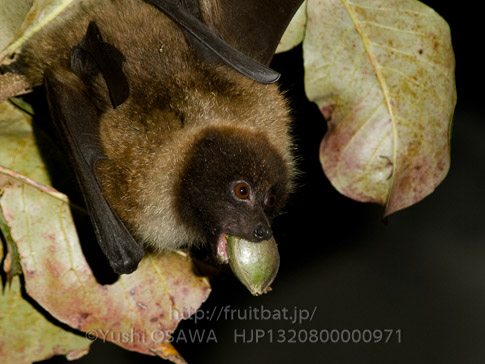 亜種オリイオオコウモリ　Pteropus dasymallus inopinatus　Ryukyu Flyingfox