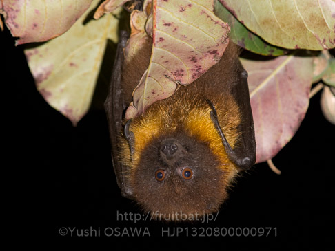 亜種オリイオオコウモリ　Pteropus dasymallus inopinatus　Ryukyu Flyingfox