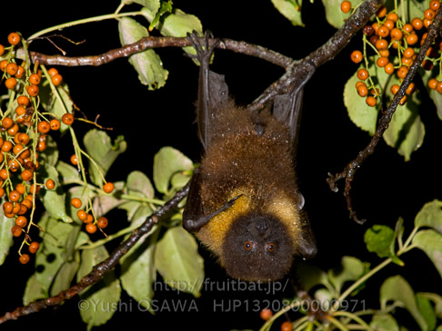 亜種オリイオオコウモリ　Pteropus dasymallus inopinatus　Ryukyu Flyingfox