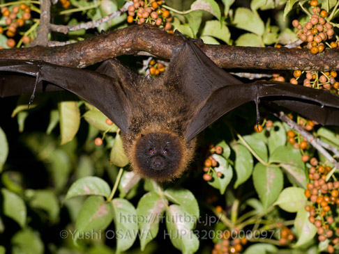 亜種オリイオオコウモリ　Pteropus dasymallus inopinatus　Ryukyu Flyingfox