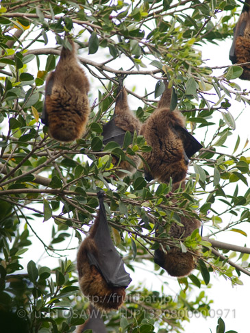 亜種オリイオオコウモリ　Pteropus dasymallus inopinatus　Ryukyu Flyingfox