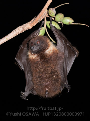 亜種オリイオオコウモリ　Pteropus dasymallus inopinatus　Ryukyu Flyingfox