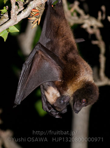 亜種オリイオオコウモリ　Pteropus dasymallus inopinatus　Ryukyu Flyingfox