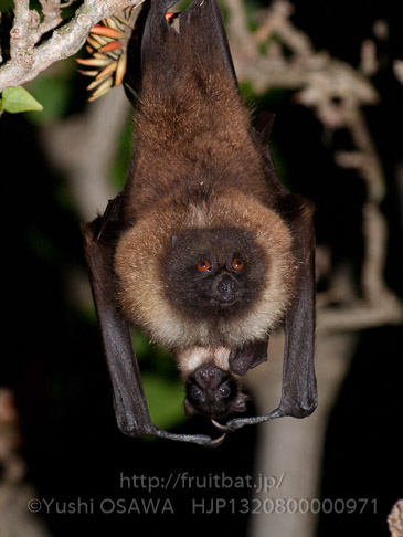 亜種オリイオオコウモリ　Pteropus dasymallus inopinatus　Ryukyu Flyingfox