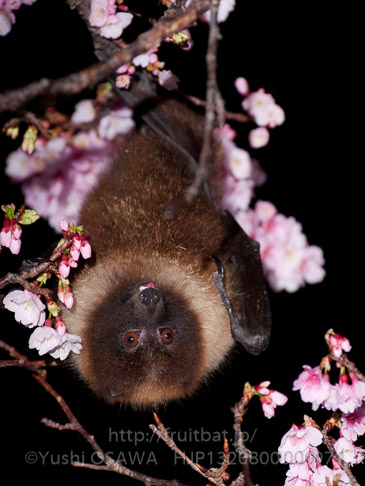 亜種オリイオオコウモリ　Pteropus dasymallus inopinatus　Ryukyu Flyingfox