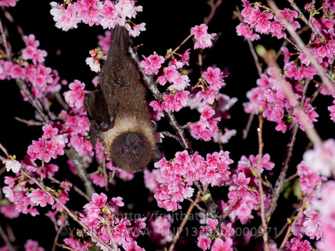 亜種オリイオオコウモリ　Pteropus dasymallus inopinatus　Ryukyu Flyingfox