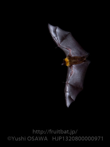 亜種オリイオオコウモリ　Pteropus dasymallus inopinatus　Ryukyu Flyingfox