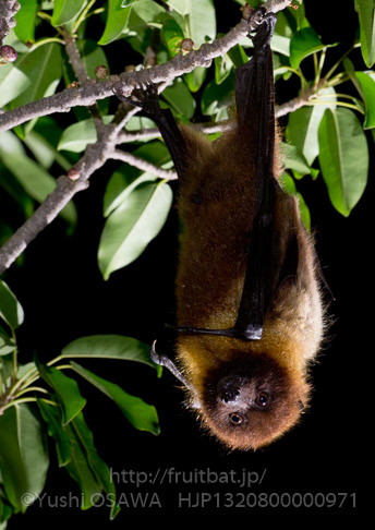 亜種オリイオオコウモリ　Pteropus dasymallus inopinatus　Ryukyu Flyingfox