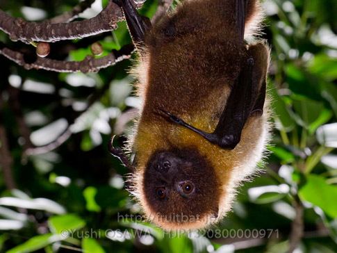 亜種オリイオオコウモリ　Pteropus dasymallus inopinatus　Ryukyu Flyingfox