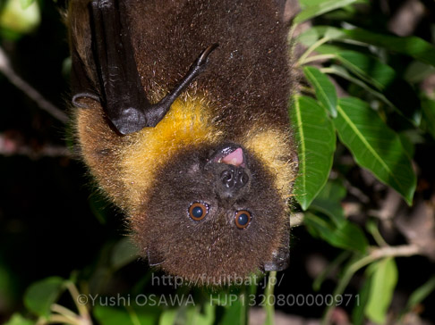 亜種オリイオオコウモリ　Pteropus dasymallus inopinatus　Ryukyu Flyingfox