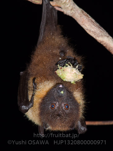 亜種オリイオオコウモリ　Pteropus dasymallus inopinatus　Ryukyu Flyingfox