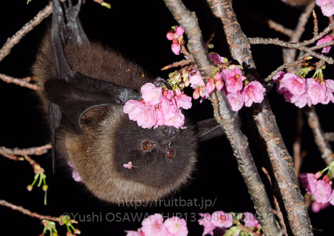 亜種オリイオオコウモリ　Pteropus dasymallus inopinatus　Ryukyu Flyingfox