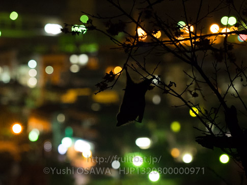 亜種オリイオオコウモリ　Pteropus dasymallus inopinatus　Ryukyu Flyingfox