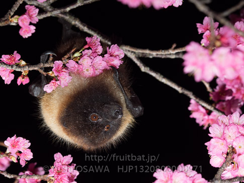 亜種オリイオオコウモリ　Pteropus dasymallus inopinatus　Ryukyu Flyingfox