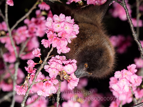 亜種オリイオオコウモリ　Pteropus dasymallus inopinatus　Ryukyu Flyingfox