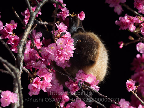 亜種オリイオオコウモリ　Pteropus dasymallus inopinatus　Ryukyu Flyingfox