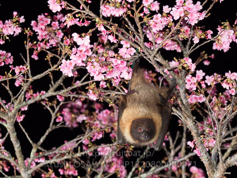 亜種オリイオオコウモリ　Pteropus dasymallus inopinatus　Ryukyu Flyingfox