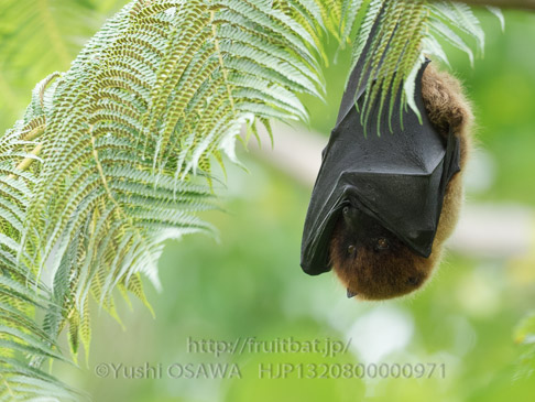 亜種オリイオオコウモリ　Pteropus dasymallus inopinatus　Ryukyu Flyingfox