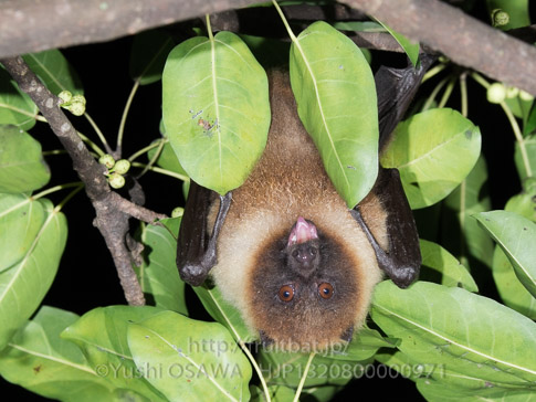 亜種オリイオオコウモリ　Pteropus dasymallus inopinatus　Ryukyu Flyingfox