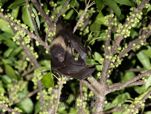 亜種オリイオオコウモリ　Pteropus dasymallus inopinatus　Ryukyu Flyingfox