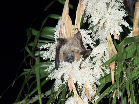 亜種オリイオオコウモリ　Pteropus dasymallus inopinatus　Ryukyu Flyingfox