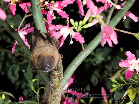 亜種オリイオオコウモリ　Pteropus dasymallus inopinatus　Ryukyu Flyingfox