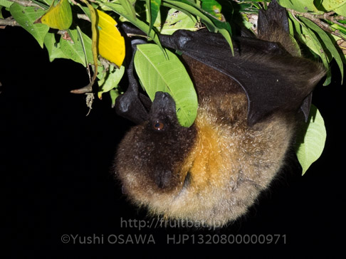 亜種オリイオオコウモリ　Pteropus dasymallus inopinatus　Ryukyu Flyingfox