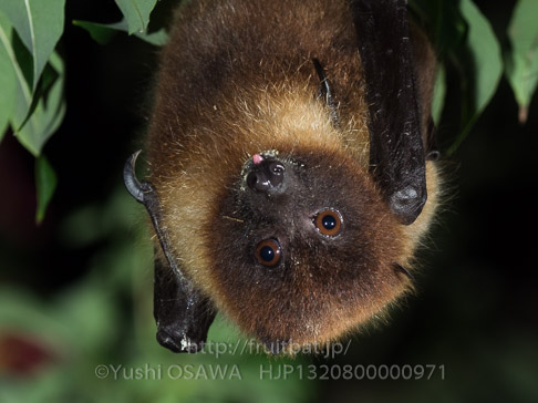 亜種オリイオオコウモリ　Pteropus dasymallus inopinatus　Ryukyu Flyingfox