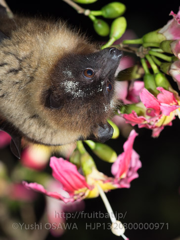 亜種オリイオオコウモリ　Pteropus dasymallus inopinatus　Ryukyu Flyingfox
