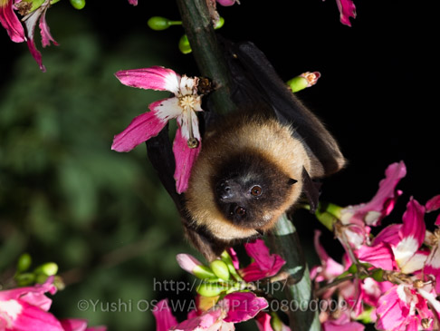 亜種オリイオオコウモリ　Pteropus dasymallus inopinatus　Ryukyu Flyingfox