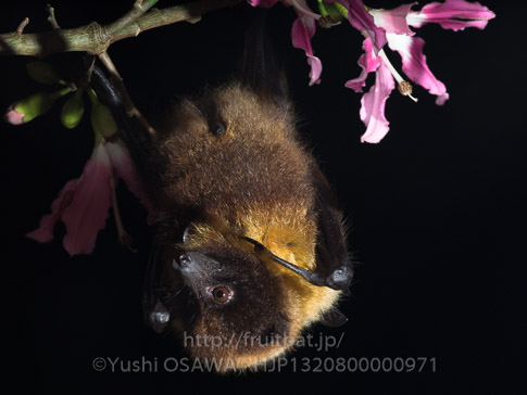 亜種オリイオオコウモリ　Pteropus dasymallus inopinatus　Ryukyu Flyingfox