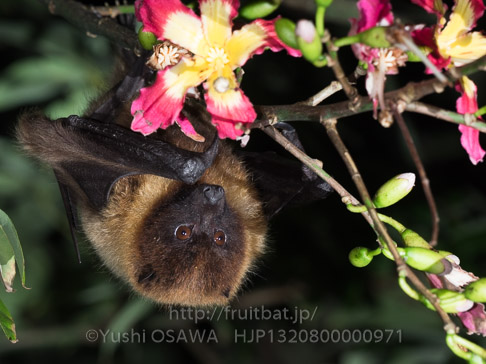 亜種オリイオオコウモリ　Pteropus dasymallus inopinatus　Ryukyu Flyingfox