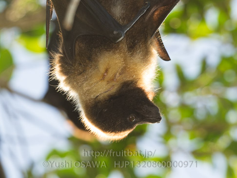 亜種オリイオオコウモリ　Pteropus dasymallus inopinatus　Ryukyu Flyingfox