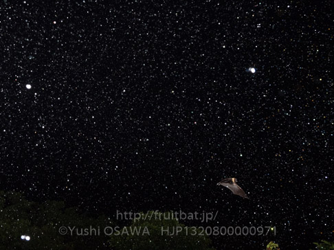 亜種オリイオオコウモリ　Pteropus dasymallus inopinatus　Ryukyu Flyingfox