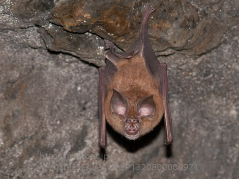 キクガシラコウモリ　Rhinolophus ferrumequinum　Greater horseshoe bat