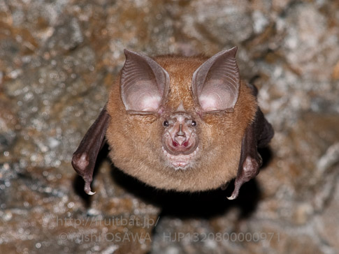 キクガシラコウモリ　Rhinolophus ferrumequinum　Greater horseshoe bat