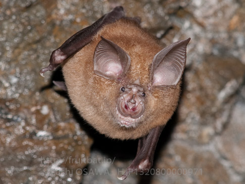 キクガシラコウモリ　Rhinolophus ferrumequinum　Greater horseshoe bat