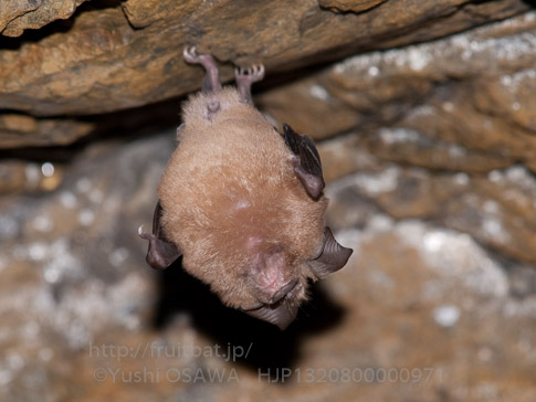 キクガシラコウモリ　Rhinolophus ferrumequinum　Greater horseshoe bat