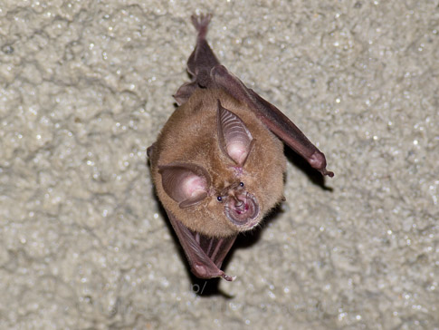 キクガシラコウモリ　Rhinolophus ferrumequinum　Greater horseshoe bat